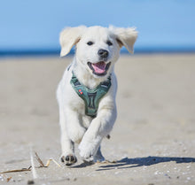 Load image into Gallery viewer, Ramble Dog Harness