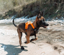 Load image into Gallery viewer, Ramble Dog Harness