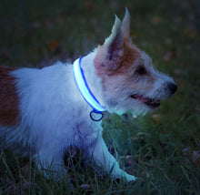 Load image into Gallery viewer, Light'Em Dog Collar