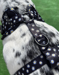 Black Daisy Adjustable Dog Harness