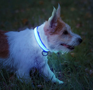 Light'Em Dog Collar