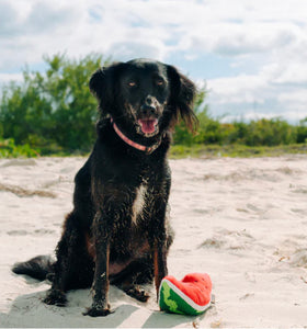 Tropical Paradise Wagging Watermelon